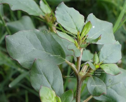  Flowering Branch